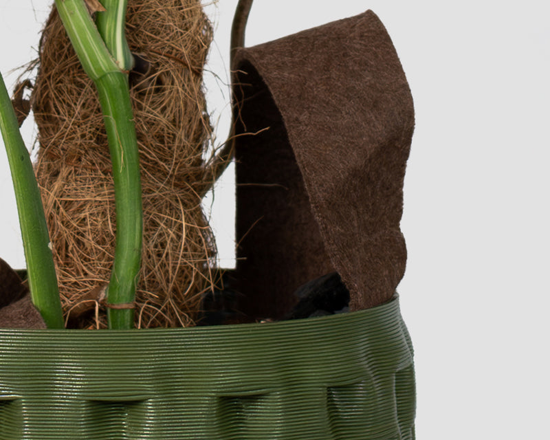 Air-Pruning Root System